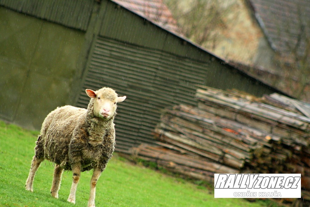 Rally Šumava (CZE)