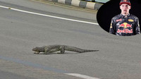 Max Verstappen v Singapuru při jízdě narazil na ještěra