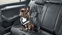 Postroj a bezpečnostní pás pro psa