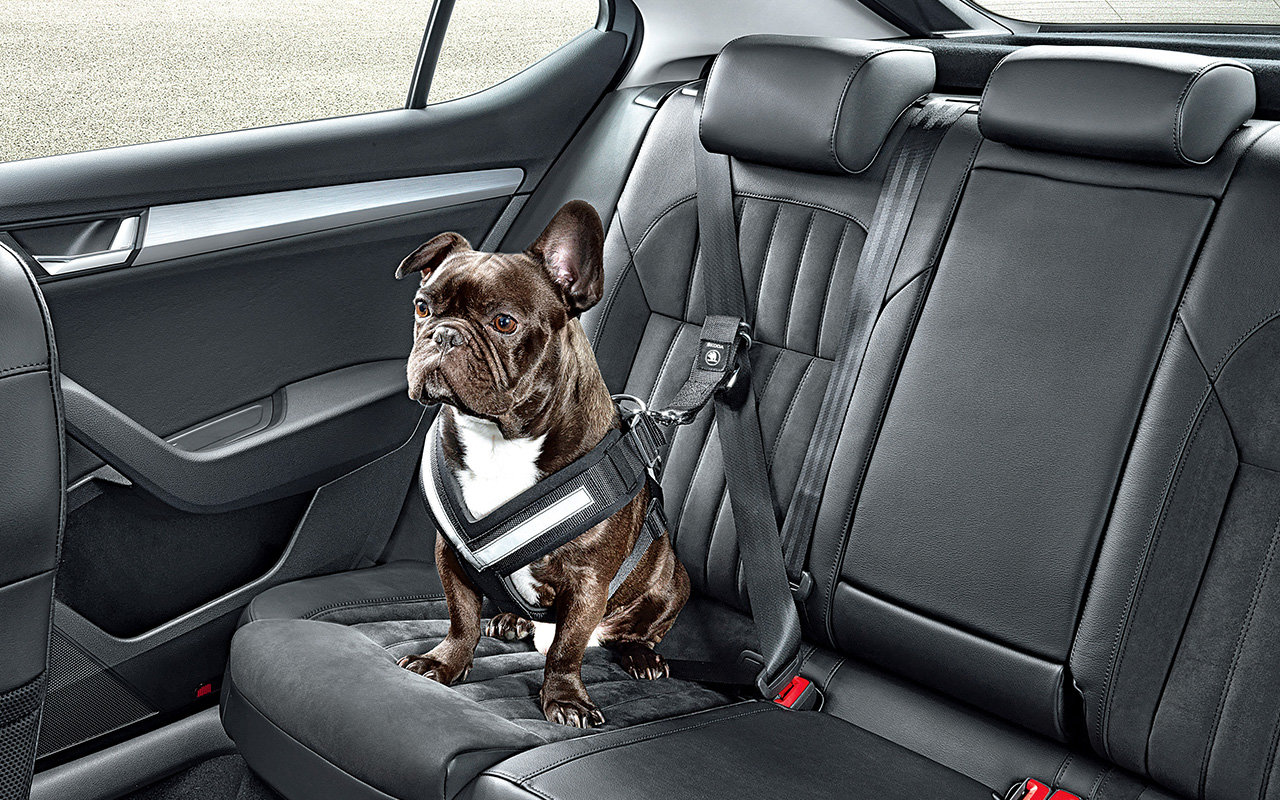 Postroj a bezpečnostní pás pro psa