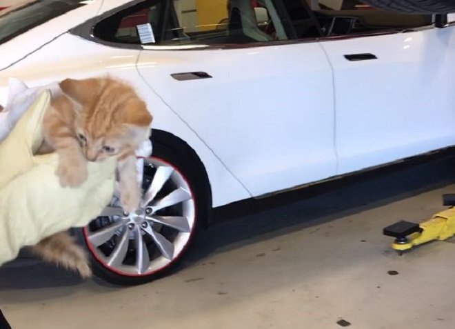 Kotě uvízlo v zadním nárazníku Tesly Model X