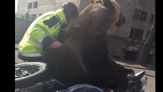 Medvěd v sajdkáře na silnici? V Rusku nic neobvyklého