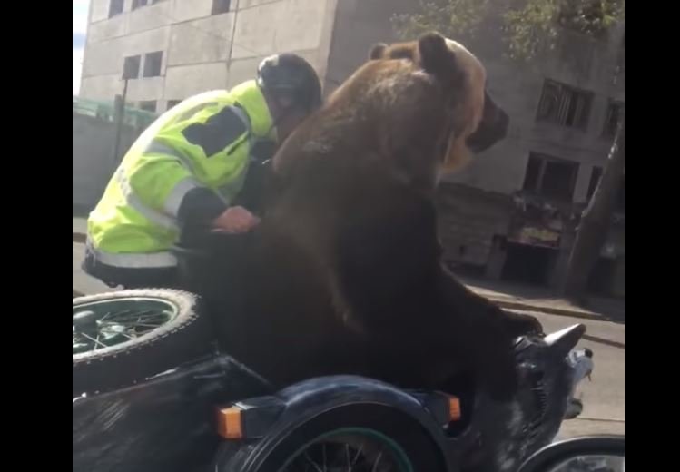 Medvěd v sajdkáře na silnici? V Rusku nic neobvyklého