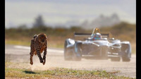 Drag Race: Formula E Car vs Cheetah