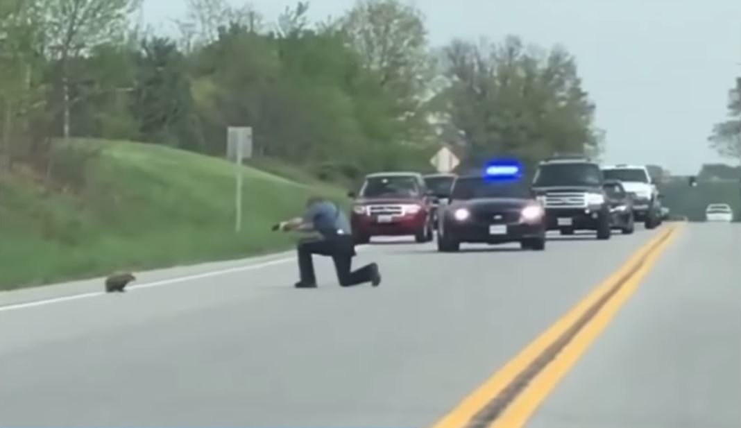 Policista vyřešil problém se svištěm na silnici skutečně kontroverzně