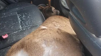 Následky děsivé nehody, během které proletěl jelen čelním sklem Toyoty RAV4 (Facebook/Howell Township Police Department)